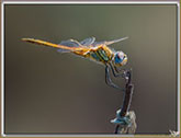 Libellule